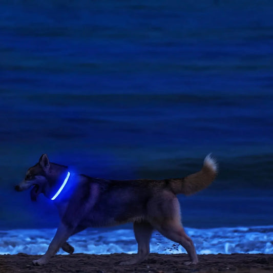 Furvio™Light Up LED Pet Dog Collar Safety Night Walking Flashing Glow In The Dark LED Pet Dog Battery Collar Small Medium Large Dog